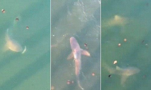 Cá mập lao vào giành thức ăn do ngư dân và du khách ném xuống bến tàu.