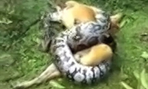 Con trăn khổng lồ tóm gọn con chó, xiết chặt.