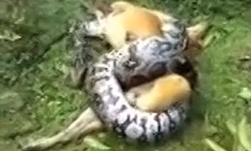 Con trăn khổng lồ tóm gọn con chó, xiết chặt.