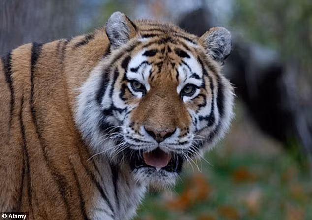 Một bố già mafia khác đã ra lệnh cho con hổ Siberia được xích bên ngoài biệt thự của mình tấn công nạn nhân.