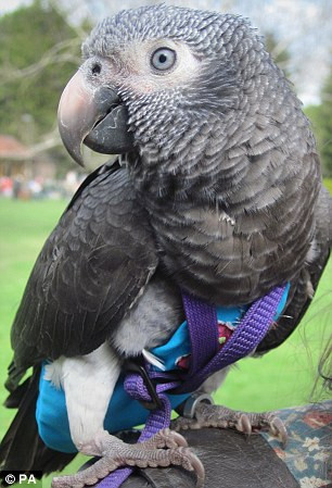 Ở khu vực Traiano, Naples, cảnh sát cũng bắt giữ được một cặp vẹt xám châu Phi được đào tạo để trở thành những kẻ buôn bán ma túy cho ông trùm. Khi điện thoại gọi đến, chúng sẽ trả lời: "Xin chào. Bạn cần bao nhiêu?". Trong tình huống căng thẳng hoặc khi ai đó cố gắng đưa những con vẹt ra khỏi lồng, nó sẽ nói: “tao sẽ bắn mày”.