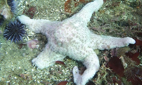 Nguyên nhân cái chết hàng loạt của sao biển là do virus.