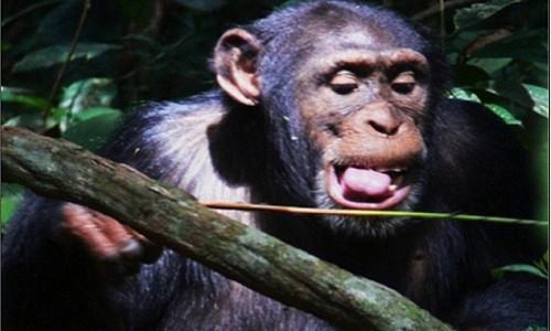 Tinh tinh tìm kiếm cây Alchornea hirtella, dùng làm công cụ lý tưởng để bắt kiến đội quân đội.