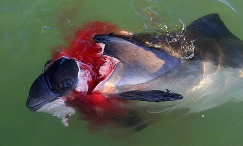 Nhiều xác chết cá heo trong tình trạng này được tìm thấy gần đây.