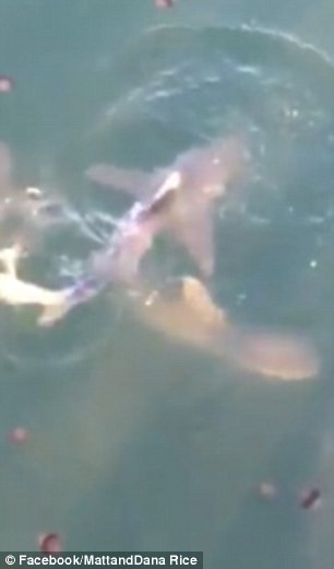 Bất chấp đồng loại, kẻ thắng là kẻ mạnh.