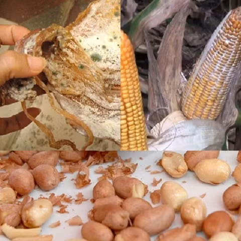 Ban da biet cach cham soc suc khoe cua gan?-Hinh-3