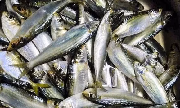 Nhung loai ca re tien ma bo chang kem nhan sam, to yen-Hinh-4