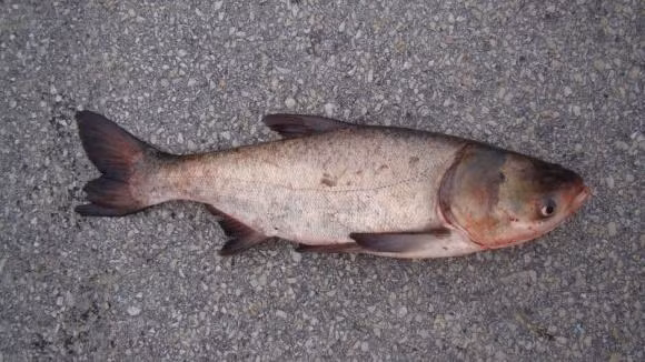 Nhung loai ca re tien ma bo chang kem nhan sam, to yen