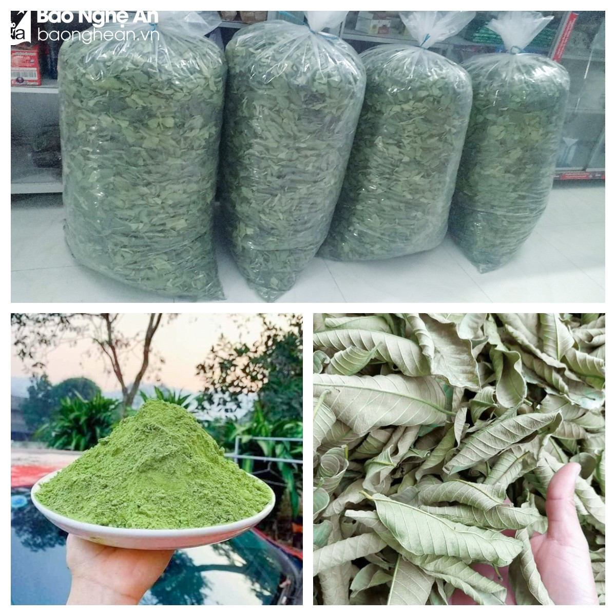 Lá ổi, lá chanh “lên đời” được thương lái mua giá cao - Hình 2 La oi, la chanh “len doi” duoc thuong lai mua gia cao-Hinh-2