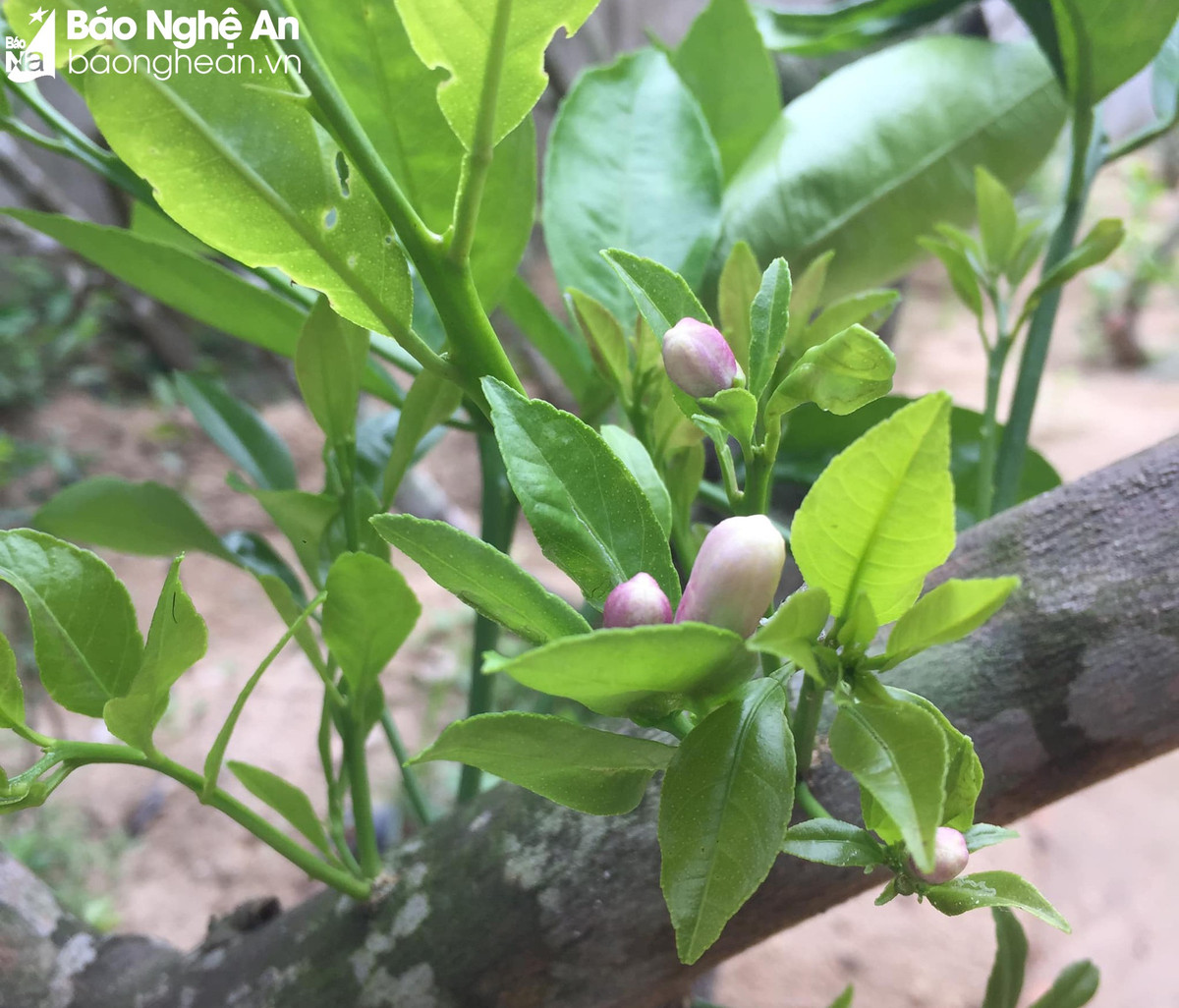 Lá ổi, lá chanh “lên đời” được thương lái mua giá cao - Hình 5 La oi, la chanh “len doi” duoc thuong lai mua gia cao-Hinh-5
