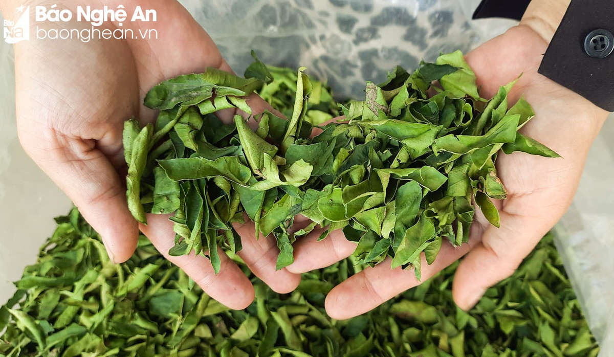 Lá ổi, lá chanh “lên đời” được thương lái mua giá cao - Hình 4 La oi, la chanh “len doi” duoc thuong lai mua gia cao-Hinh-4