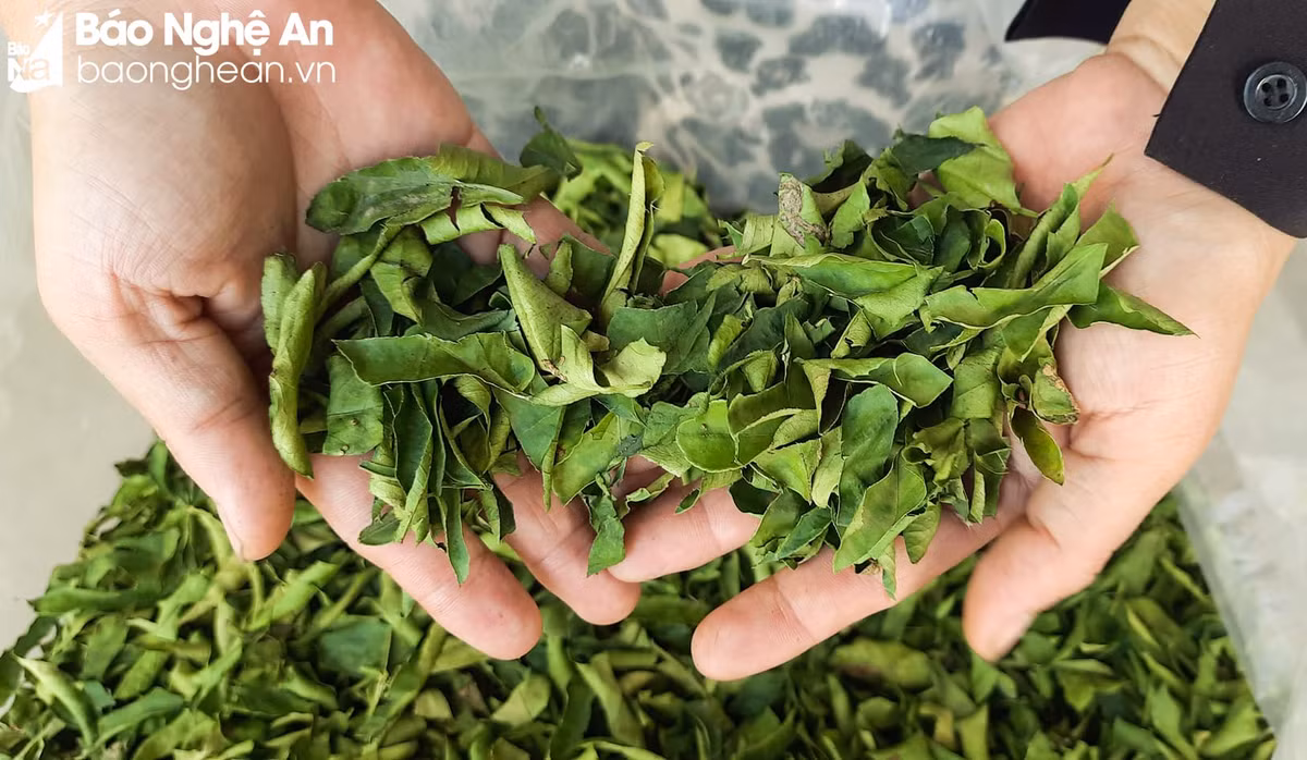 La oi, la chanh “len doi” duoc thuong lai mua gia cao-Hinh-4