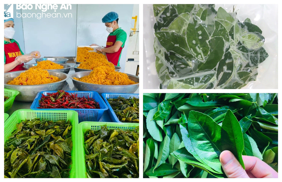 Lá ổi, lá chanh “lên đời” được thương lái mua giá cao - Hình 3 La oi, la chanh “len doi” duoc thuong lai mua gia cao-Hinh-3