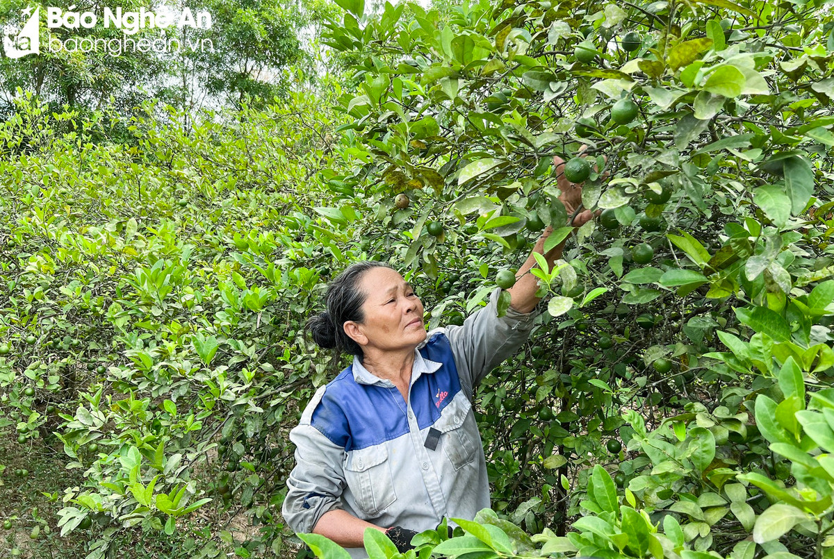 Lá ổi, lá chanh “lên đời” được thương lái mua giá cao - Hình 6 La oi, la chanh “len doi” duoc thuong lai mua gia cao-Hinh-6