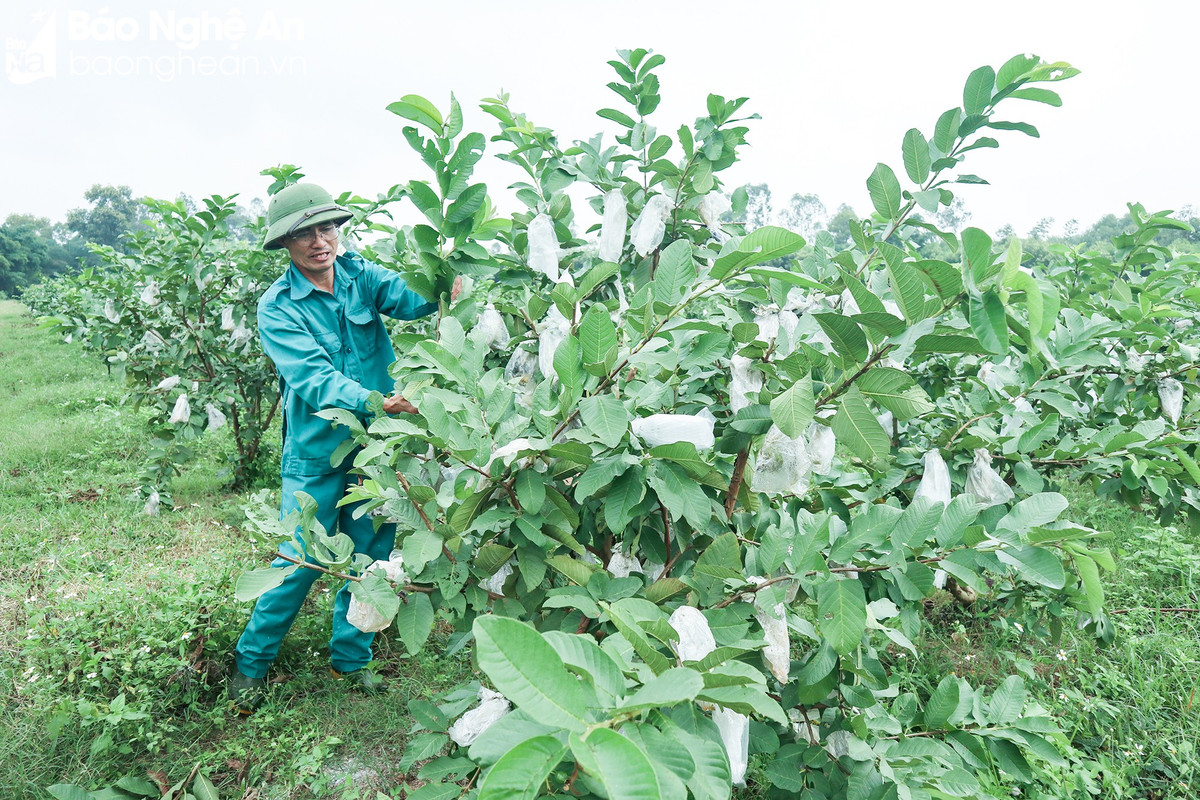 Lá ổi, lá chanh “lên đời” được thương lái mua giá cao La oi, la chanh “len doi” duoc thuong lai mua gia cao