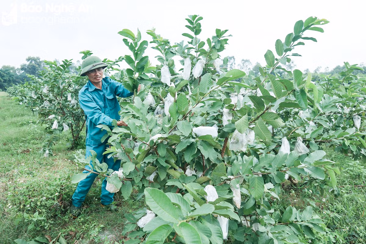 La oi, la chanh “len doi” duoc thuong lai mua gia cao