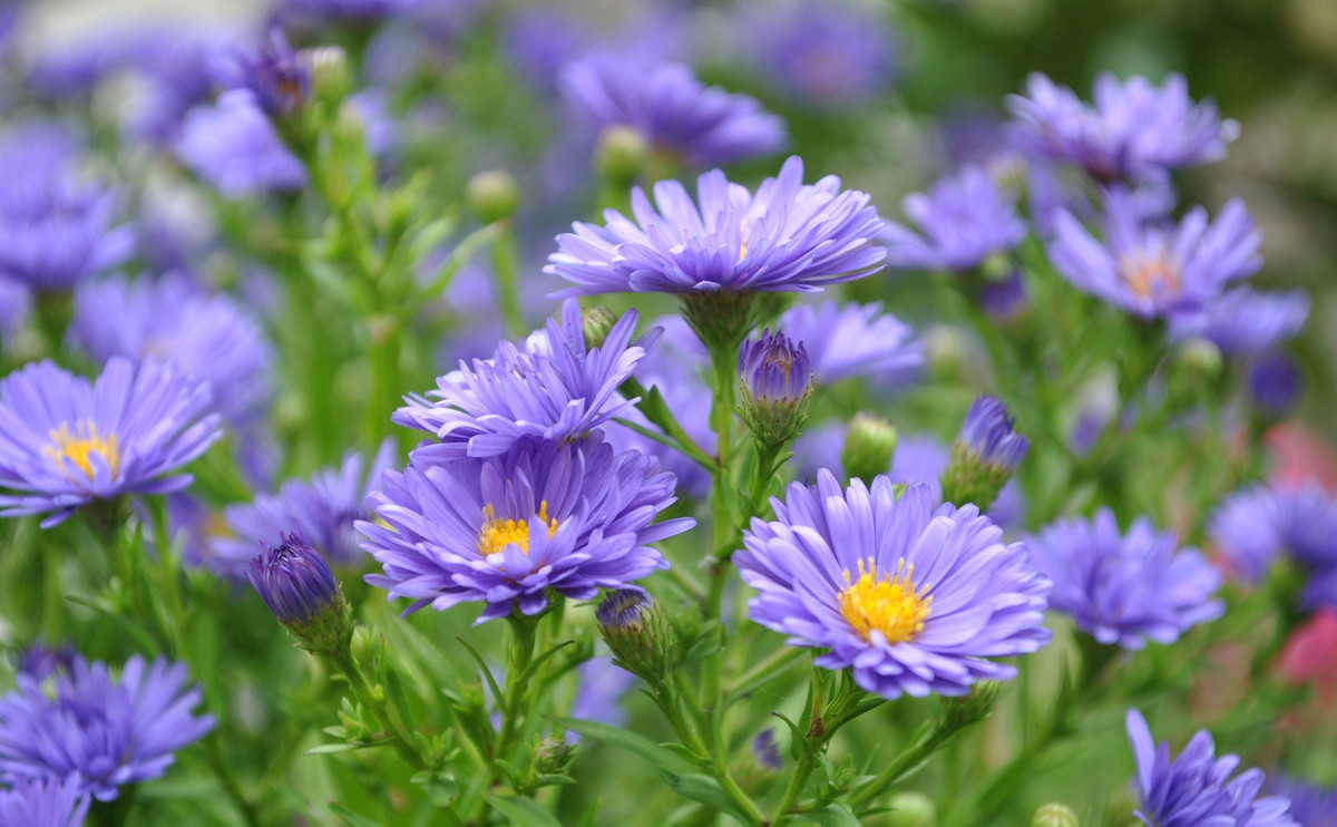 Người sinh tháng Âm lịch này, càng khó khăn càng rắn rỏi, sự nghiệp thăng tiến - Hình 2 Nguoi sinh thang Am lich nay, cang kho khan cang ran roi, su nghiep thang tien-Hinh-2