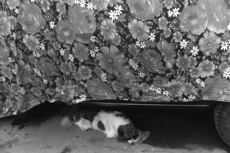 Chú chó xù Nhật Bản nằm bẹp dưới gầm một chiếc xe hơi. Ảnh: Ferdinando Scianna/Magnum.