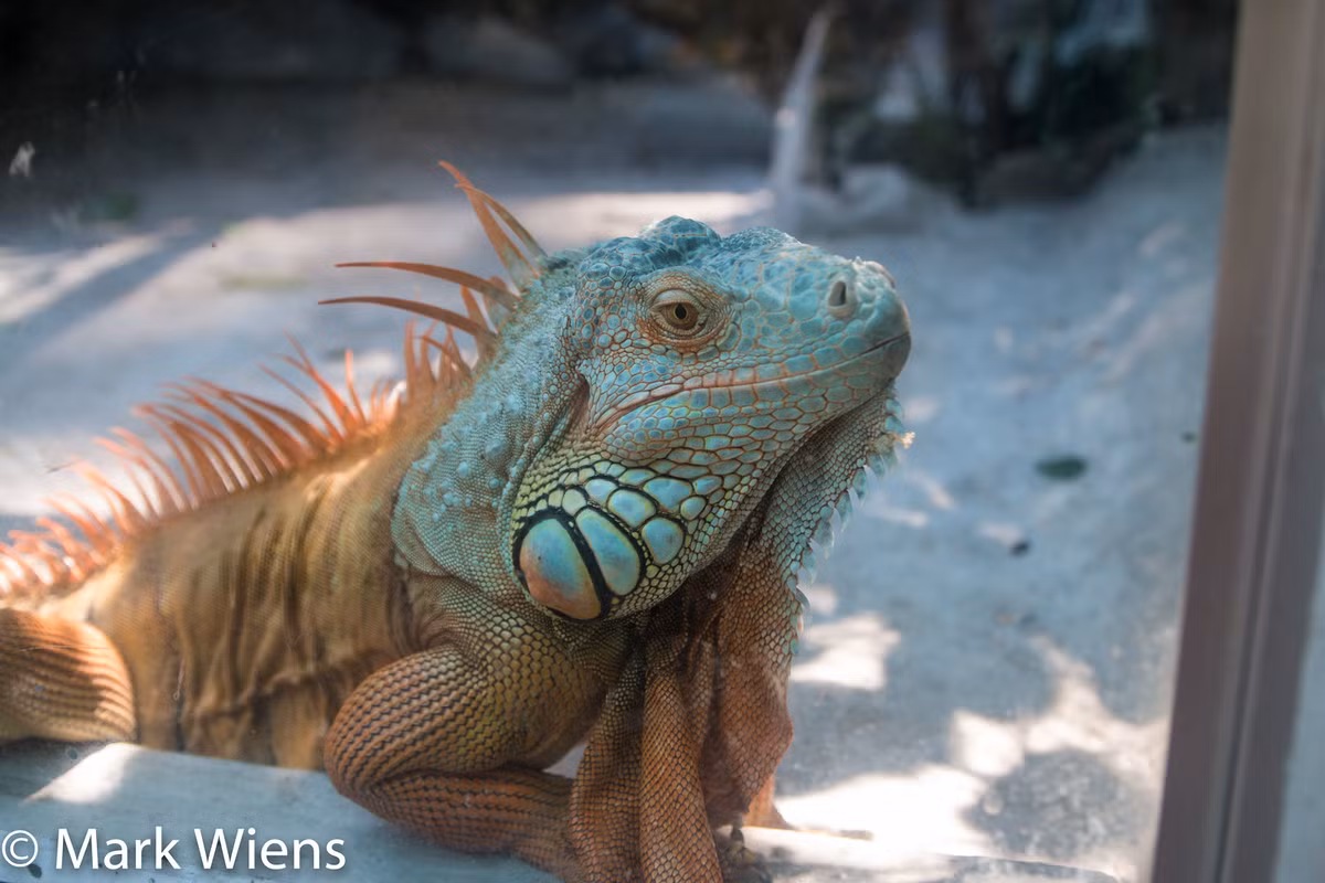  11. Thảo Cầm Viên Sài Gòn. Mark Wiens cho rằng khu nuôi động vật ở Thảo Cầm Viên hơi... tồi tàn, nhưng thảm thực vật thì rất tuyệt, khiến nơi đây trở thành điểm lý tưởng để đi dạo. Ảnh: Mark Wiens/Theculturetrip.