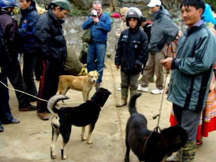 Lên núi 'săn quốc khuyển' Bắc Hà - Ảnh 4