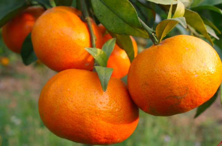 Ăn 1 quả cam/ngày có thể thay đổi thể lực 'kỳ diệu': Khỏe từ nội tạng đến làn da - Hình 2 An 1 qua cam/ngay co the thay doi the luc 'ky dieu': Khoe tu noi tang den lan da-Hinh-2