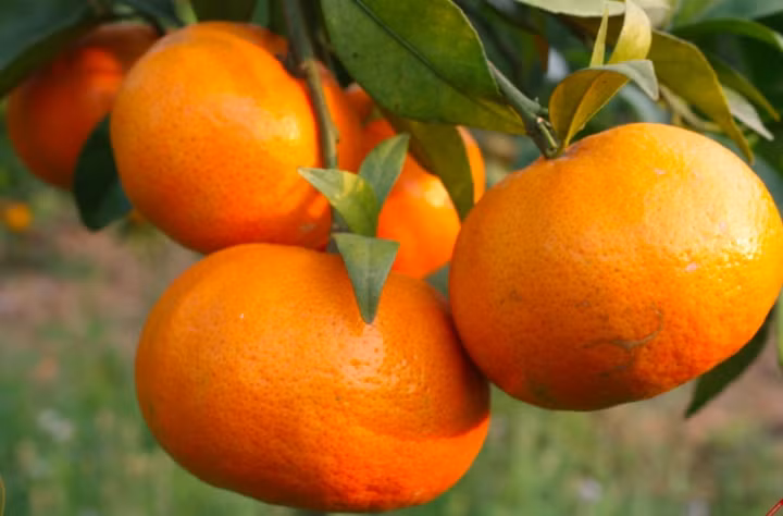 An 1 qua cam/ngay co the thay doi the luc 'ky dieu': Khoe tu noi tang den lan da-Hinh-2