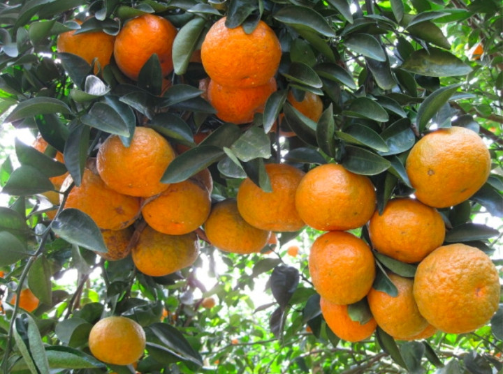 Ăn 1 quả cam/ngày có thể thay đổi thể lực 'kỳ diệu': Khỏe từ nội tạng đến làn da - Hình 5 An 1 qua cam/ngay co the thay doi the luc 'ky dieu': Khoe tu noi tang den lan da-Hinh-5