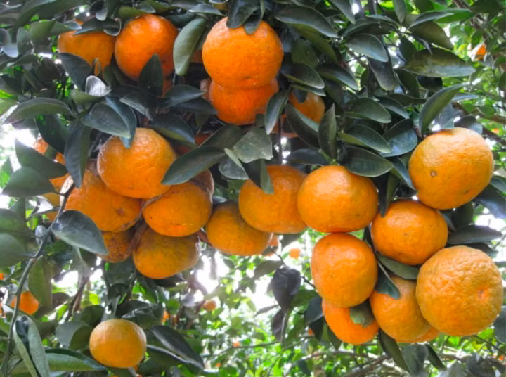 An 1 qua cam/ngay co the thay doi the luc 'ky dieu': Khoe tu noi tang den lan da-Hinh-5