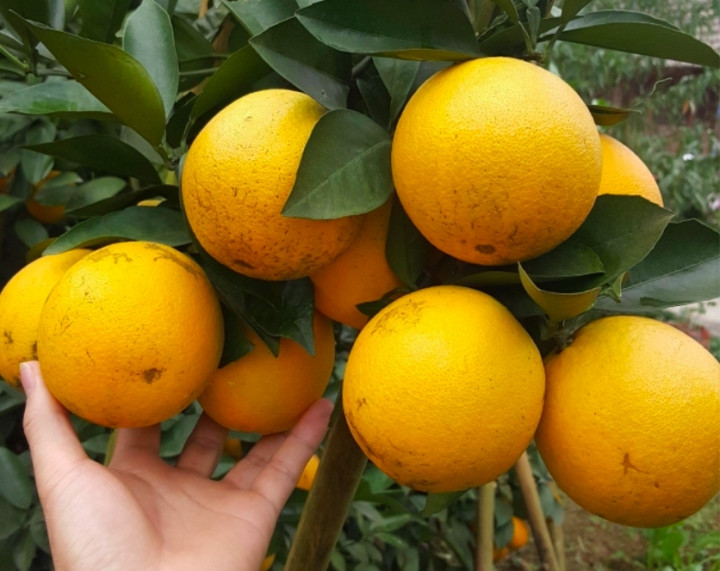 Ăn 1 quả cam/ngày có thể thay đổi thể lực 'kỳ diệu': Khỏe từ nội tạng đến làn da - Hình 3 An 1 qua cam/ngay co the thay doi the luc 'ky dieu': Khoe tu noi tang den lan da-Hinh-3