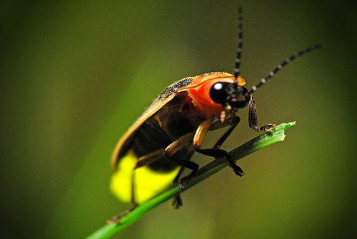 Co phai Dom dom phat sang de thu hut 'ban tinh'?