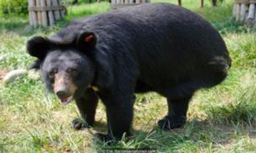 Video: Giai ma hanh vi tu an thit minh cua nhieu loai dong vat