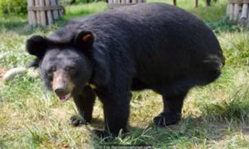 Video: Giải mã hành vi tự ăn thịt mình của nhiều loài động vật Video: Giai ma hanh vi tu an thit minh cua nhieu loai dong vat