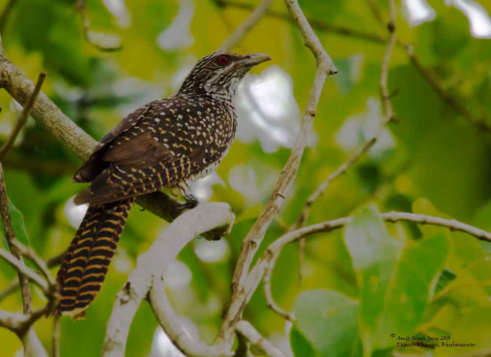 Thiên chức làm mẹ và chính tình cảm với đứa con là sợi dây gắn kết đẹp đẽ nhất mà tạo hoá đã ban tặng cho muôn loài. Nhưng loài tu hú lại từ chối thừa nhận thiên chức đó.