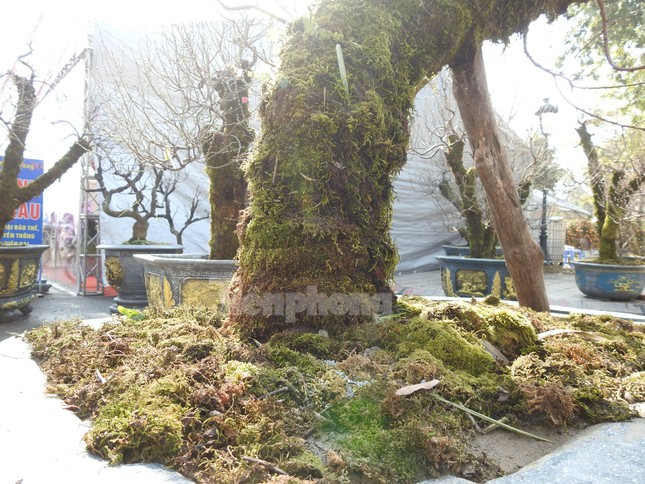 Dao co an minh trong lop reu phong gia dat nhung van hut khach-Hinh-5