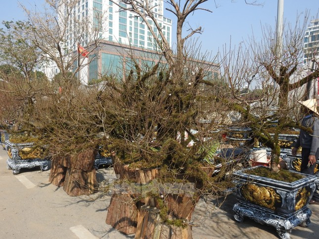 Dao co an minh trong lop reu phong gia dat nhung van hut khach-Hinh-8