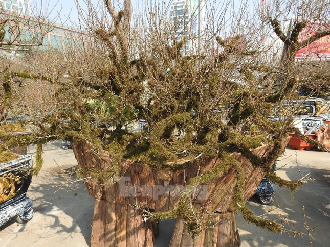 Dao co an minh trong lop reu phong gia dat nhung van hut khach-Hinh-3