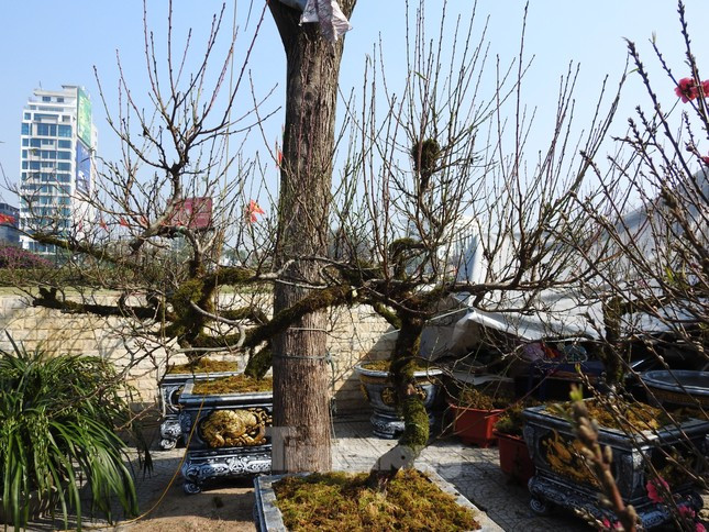 Dao co an minh trong lop reu phong gia dat nhung van hut khach-Hinh-2