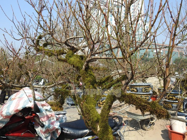 Dao co an minh trong lop reu phong gia dat nhung van hut khach-Hinh-10