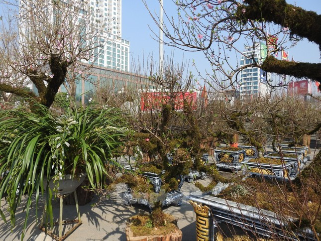 Dao co an minh trong lop reu phong gia dat nhung van hut khach-Hinh-9