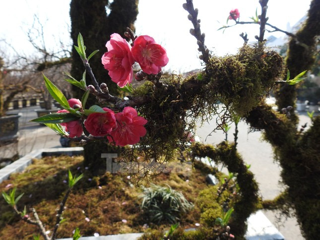 Dao co an minh trong lop reu phong gia dat nhung van hut khach-Hinh-6