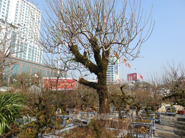 Dao co an minh trong lop reu phong gia dat nhung van hut khach-Hinh-4