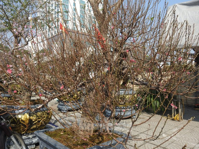 Dao co an minh trong lop reu phong gia dat nhung van hut khach