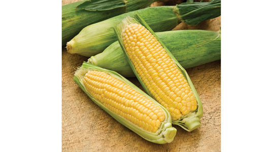 Trong ngô có chứa nhiều axit béo và axit không no như axit linolic, nên có tác dụng bảo vệ não bộ và giảm lượng mỡ trong máu. Đặc biệt là lượng axit glutamic trong ngô rất cao, nên sẽ kích thích các tế bào não kĂn ngô thường xuyên, nhất là ngô “tươi” sẽ giúp bạn có một bộ não khỏe mạnh.hông ngừng chuyển động và trao đổi thông tin.