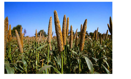 Lượng vitamin B1, B2 có trong hạt kê cao hơn từ 1 – 1,5 lần so với lúa gạo. Ngoài ra trong hạt kê còn có chứa nhiều nguyên tố vi lượng khác như methionine (một amino axit thiết yếu) vì thế hạt kê có tác dụng duy trì tế bào não, tăng cường trí nhớ và làm giảm quá trình lão hóa. Nên bổ sung cháo kê, hay những thực phẩm được chế biến từ hạt kê vào thực đơn của bạn để có một bộ não khỏe mạnh.