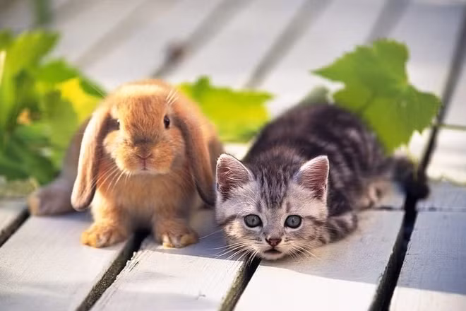 Trong năm này, người tuổi Mão sẽ có những khoản thu nhập ngoài dự kiến như trúng số hoặc được hưởng thừa kế .v.v.