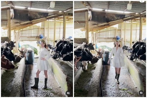 Đáng chú ý, thay vì giày cao gót, Khánh Vân lại mang ủng chống trơn. Chân dài tự tin thể hiện thần thái của một hoa hậu từ cách đi đứng cho đến dáng pose dù nền đất ở trang trại khá bẩn thỉu, trơn trượt. Có thể thấy sau những tháng nghỉ dịch tại nhà, Khánh Vân vẫn giữ được skill "đỉnh" chứ không hề "lụt nghề".