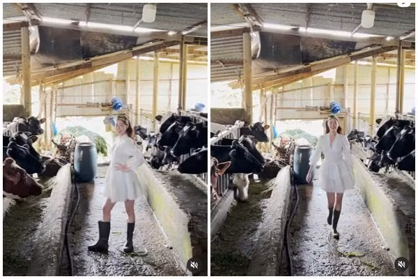 Đáng chú ý, thay vì giày cao gót, Khánh Vân lại mang ủng chống trơn. Chân dài tự tin thể hiện thần thái của một hoa hậu từ cách đi đứng cho đến dáng pose dù nền đất ở trang trại khá bẩn thỉu, trơn trượt. Có thể thấy sau những tháng nghỉ dịch tại nhà, Khánh Vân vẫn giữ được skill "đỉnh" chứ không hề "lụt nghề".