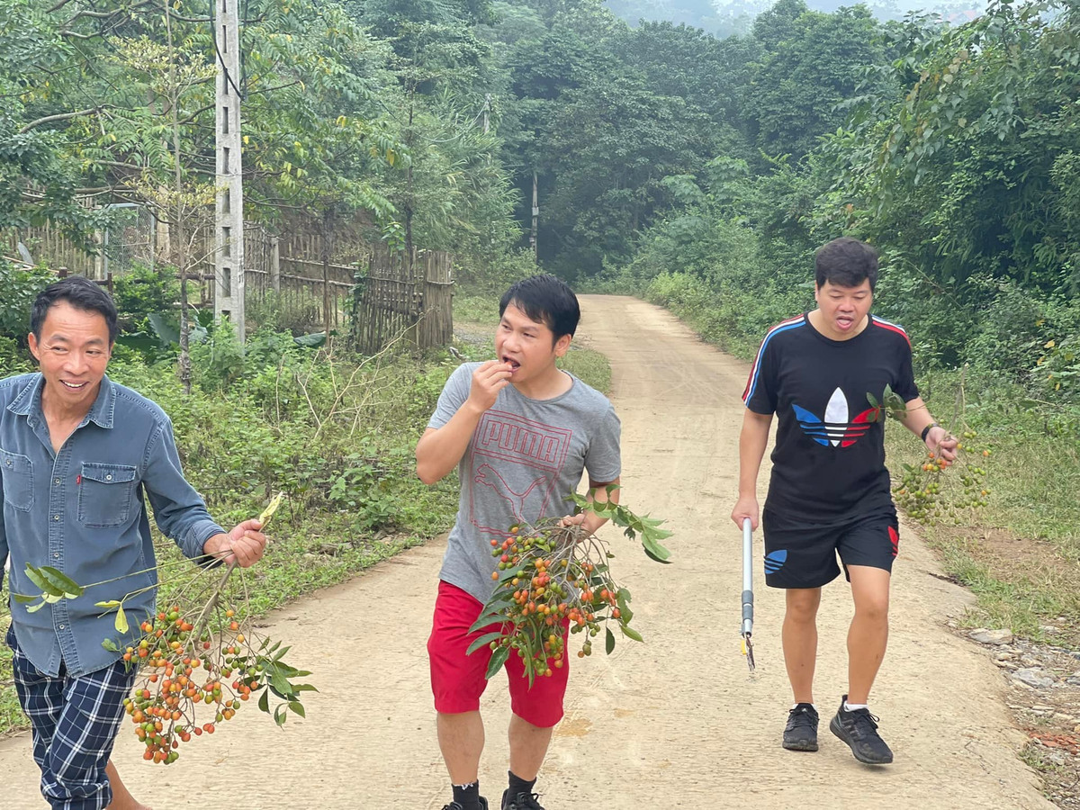 Tam ca nhạc đỏ có dịp trở về tuổi thơ khi cùng nhau đi hái dâu da xoan, đàn hát bên bếp củi.