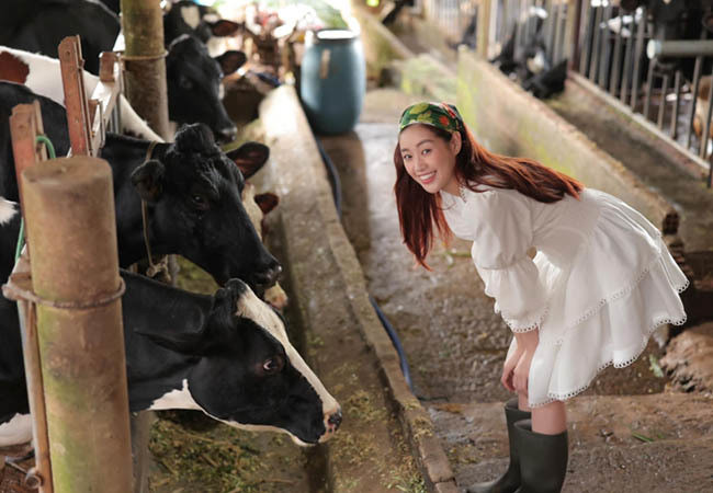 Hoa hậu Khánh Vân hào hứng thăm quan trang trại bò sữa.