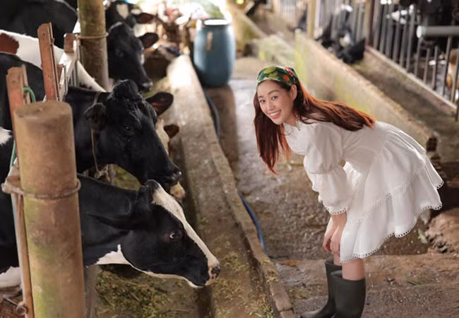 Hoa hậu Khánh Vân hào hứng thăm quan trang trại bò sữa.